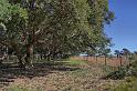cork forest edge